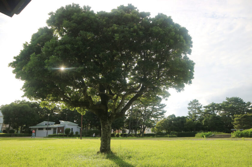 遠州灘海浜公園